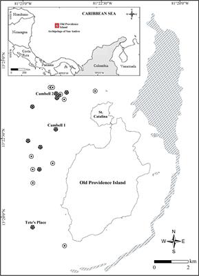 Decadal Change in the Population of Dendrogyra cylindrus (Scleractinia: Meandrinidae) in Old Providence and St. Catalina Islands, Colombian Caribbean